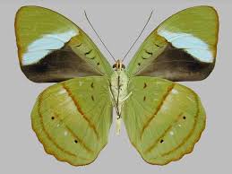 Image result for Nesaea polycephala