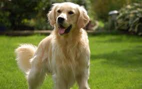 Maybe you would like to learn more about one of these? Hd Wallpaper Animals Dog Golden Retriever Puppy Hairy Cute Lovely Photography Wallpaper Flare
