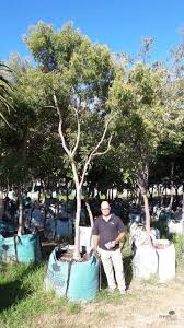 Image result for Heteropyxis natalensis