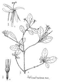 Image result for Ixora kalehensis