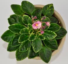 Longifolia african violet leaf type Sugar Crystals Semi Miniature African Violet Plant And Flowers Baby Violets African Violets