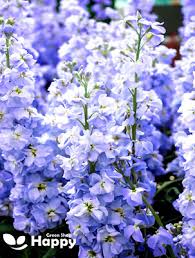 Image result for Matthiola