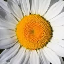 The female part of the flower. What Is The Middle Part Of A Flower And What Is Its Function Quora