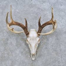 Black And White Deer Skull Whitetail Deer Skull European Mount For Sale 14648 The Taxidermy Store Deer Skulls Deer Skull Drawing Deer