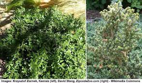 Small shrubs are defined as those reaching 5 feet or less at maturity. 40 Small Or Dwarf Evergreen Shrubs With Pictures And Names