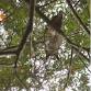 Owl Prowl- Adult Only event in Norristown, PA