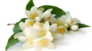 Sebelum anda melakukannya anda harus membaca doa makan bunga kantil. Manfaat Bunga Melati Untuk Kulit Hingga Kesehatan