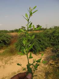 Image result for Nothosaerva