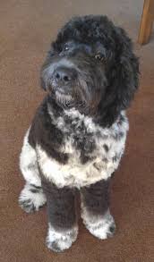 Many breeds of puppies for sale in newfoundland , some are sold cheap. Newfoundland Poodle Puppy Off 57 Www Usushimd Com