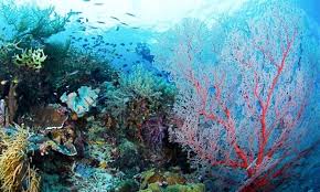 We did not find results for: 22 Tempat Wisata Bahari Terbaik Di Sulawesi Tenggara Celebes