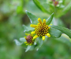 Image result for Guizotia scabra