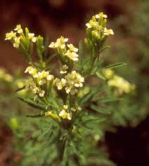Image result for Agelanthus zizyphifolius