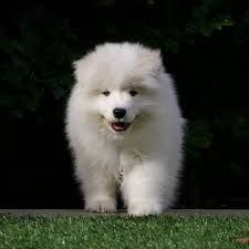 Ryder The Samoyed