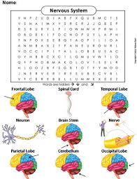 Check spelling or type a new query. Nervous System Worksheet Word Search Teaching Resources