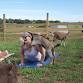 Goat Yoga event image