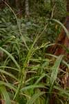 Image result for Scleria racemosa
