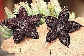 Image result for Tridentea marientalensis