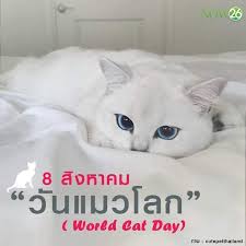 About press copyright contact us creators advertise developers terms privacy policy & safety how youtube works test new features press copyright contact us creators. 8 à¸ª à¸‡à¸«à¸²à¸„à¸¡ à¸‚à¸­à¸‡à¸— à¸à¸› à¹‚à¸£à¸‡à¹à¸£à¸¡à¹à¸¡à¸§à¸šà¸²à¸‡à¹ƒà¸«à¸ Good Night Cat Hotel Facebook