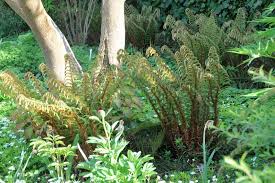 Explore the best of herrenhausen! Plant Van De Maand Polystichum Op Vasteplant Be