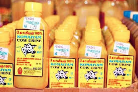 Hi doctor, i am seeing for last few days my urine is dark and yellow in color and has little bit. 5000 Years Later India Is Still Obsessed With Cow Urine Homegrown