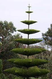 This Tree Was Very Common In Greece They Were About 6 Meters Tall Unique Trees Weird Trees Nature Tree