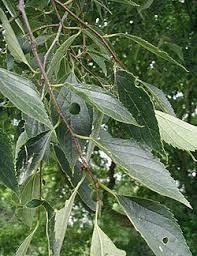 Image result for Celtis mildbraedii