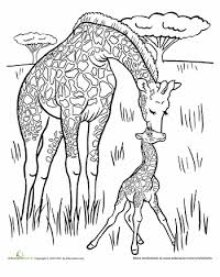Baby Giraffe Worksheet Education Com Giraffe Coloring Pages Lion Coloring Pages Animal Coloring Pages