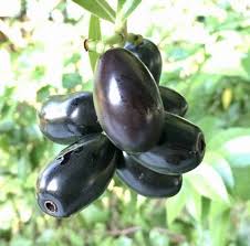 Check spelling or type a new query. Buy Jambolan Plum Fruit Trees Syzygium Cumini