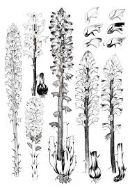 Image result for Orobanche