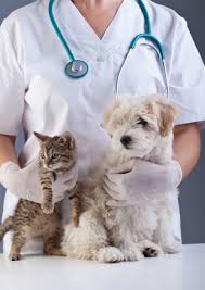Cat clinic of eastern iowa (3.03miles). About All Pets Veterinary Clinic Cedar Rapids Ia
