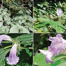 Image result for Isoglossa gregorii