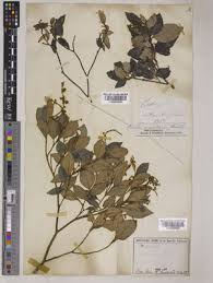 Image result for Napoleonaea septentrionalis