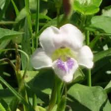 Image result for Asystasia