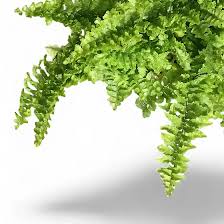 Image result for Nephrolepis exaltata