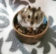 Quelle Nourriture Pour Mon Hamster Mon Hamster Fr
