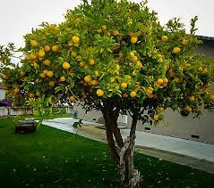 This citrus tree is the perfect addition to your. Eureka Lemon Trees For Sale Online The Tree Center