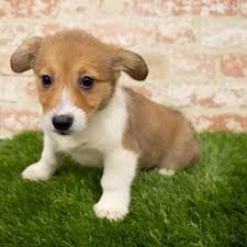 A bouncy, bold, big eared, royal dog. Pembroke Welsh Corgi Puppies Monroeville Pa Petland Monroeville