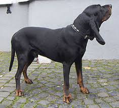 From youth bench shows at major events, to the next generation news and the for kidz only sections of coonhound bloodlines, to the ukc/cb horizon awards, to the youth championship event series, to the youth national championship, etc. Gopets Com