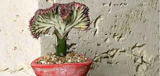 Grow ric rac cactus, an exotic cactus houseplant that features beautiful foliage and amazing flowers. Crested Euphorbia Euphorbia Plant Coral Cactus Euphorbia