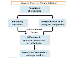 chapter 1 introduction themes in the study of life lecture