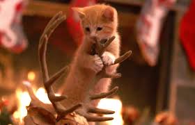 Have you ever seen any tree climbing christmas cats? Adoption Ever After A Kitten Christmas