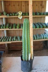 It's a plant i've been working with for over eighteen years by now, strictly. Pin On Hierba