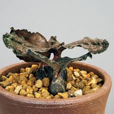 Image result for Oeceoclades decaryana