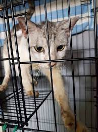 Perkongsian beberapa foto keadaan pusat jagaan kucing di syria ini telah meraih hampir 10 ribu retweets serta lebih 17 ribu likes. View Pusat Jagaan Kucing Terbiar Shah Alam Images