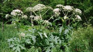 Image result for Girardinia bullosa