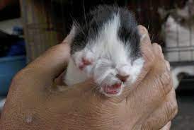 Bulu pada bahagian ekor agak panjang berbanding di bahagian lain. Anak Kucing Dua Muka
