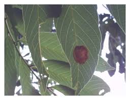 Image result for Bridelia micrantha