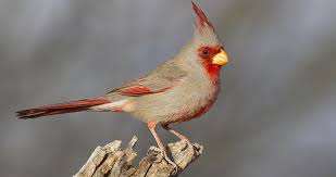 Songbirds sounds free mp3 download. Pyrrhuloxia Sounds All About Birds Cornell Lab Of Ornithology