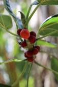 Image result for Erucastrum arabicum