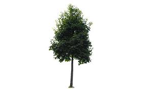 Small trees are perfect for landscaping small yards where space is limited. Small City Tree Free Cut Out People Trees And Leaves